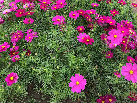 德州摆租花草-园林绿化工程
